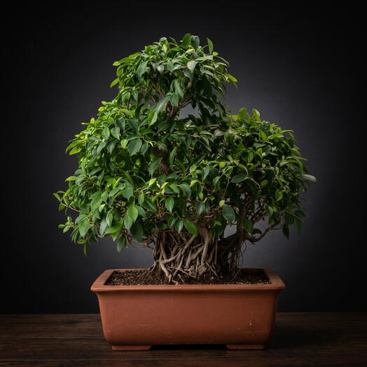 Бонсай Фикус, 110см, 100 лет