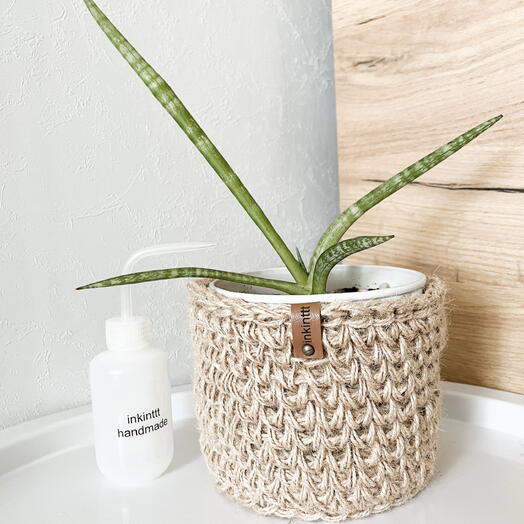 Сансиеверия Цилиндрика в кашпо ручной работы