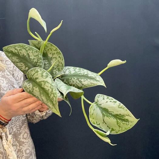 Сциндапсус Пиктус «Trebie» (Scindapsus pictus ‘Trebie )