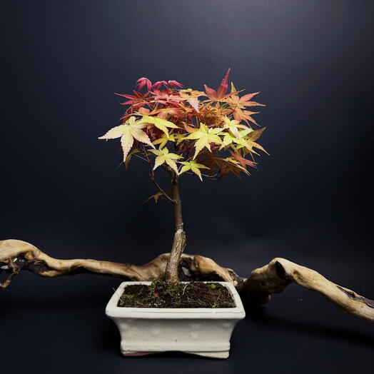 Дерево бонсай Клён в керамическом кашпо