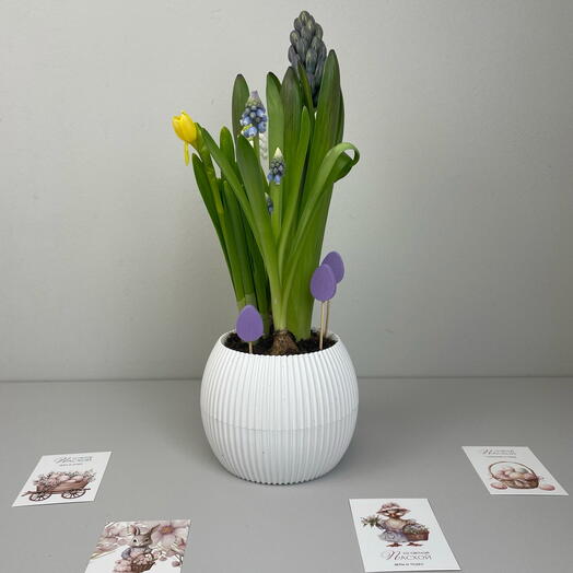 Композиция пасхальная из гиацинта, нарцисса и синих и белых мускари