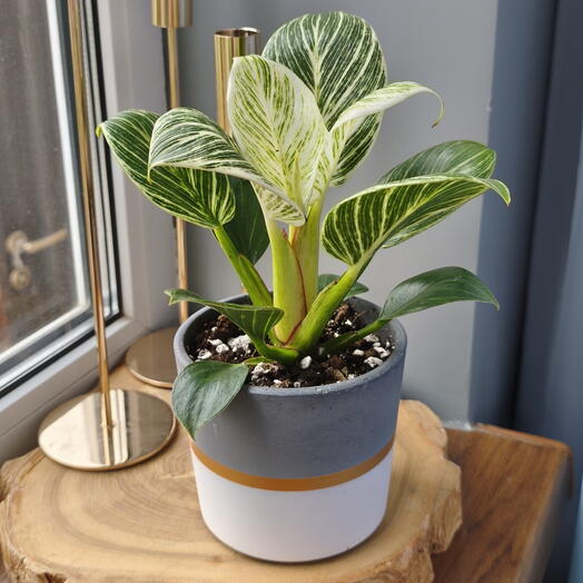 Philodendron Birkin is a houseplant