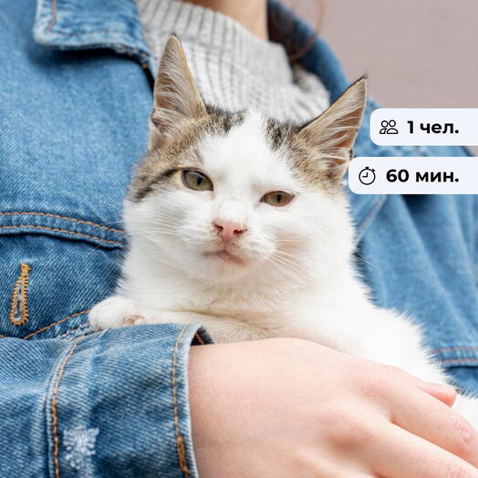 Республика котов.  Посещение котокафе