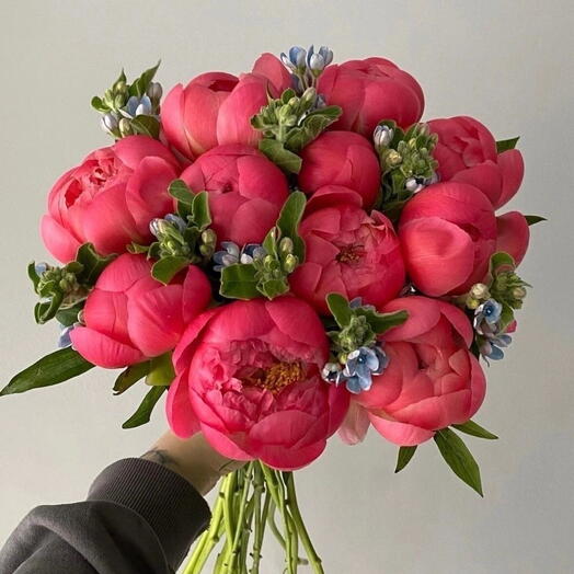 Коралловые пионы с Оксипеталумом «Coral charm»