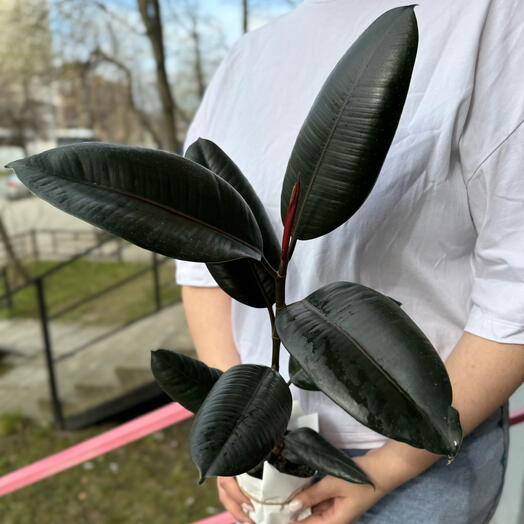 Фикус эластика