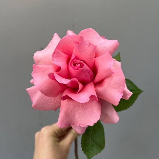 Французская розовая роза 💞