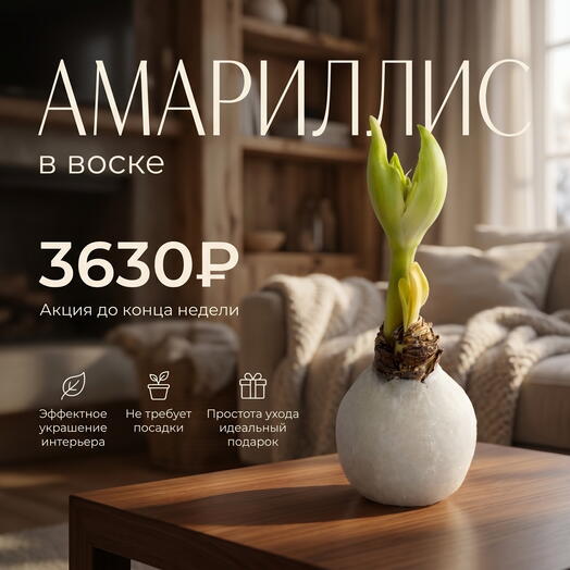 Луковица Амариллиса в воске «Зимний шелк»