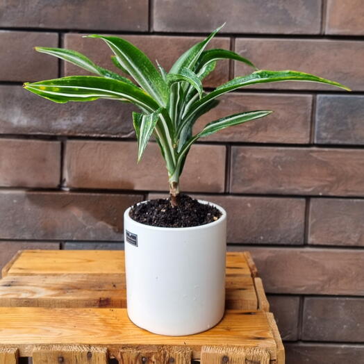 Dracaena fragrans Dragon (Драцена Фрагнанс Драгон)
