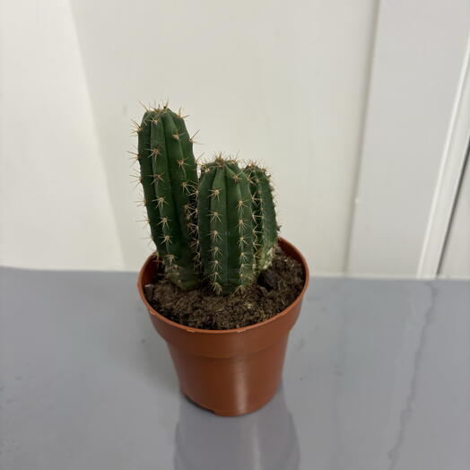 Кактус 3