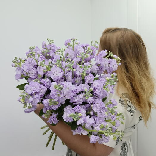 Букет из 11 кустовых маттиол 0005555
