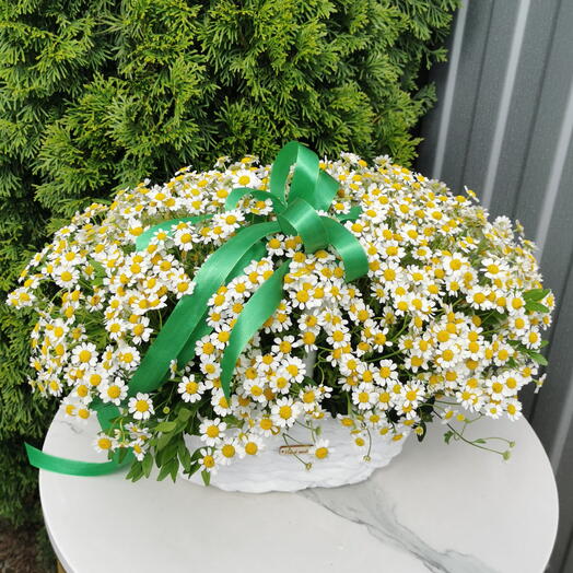 Корзина с матрикарией🌼