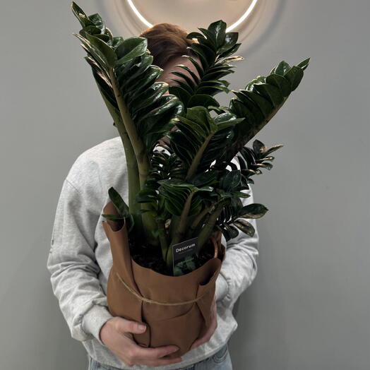 Замиокулькас Зензи 21 см