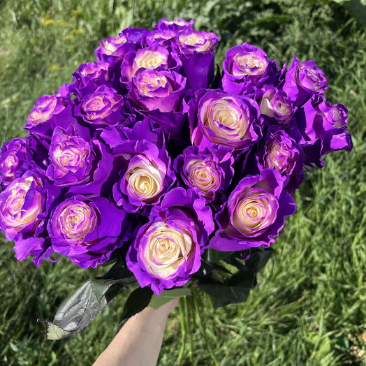 Роза краш. «Виолет Джиа»💜