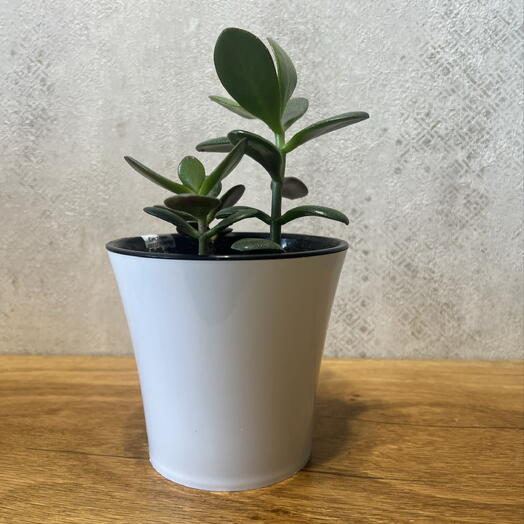 Крассула (лат. Crassula) в подарочном оформлении 🌱Больше известная, как денежное дерево 💰