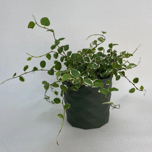 Фикусе Пумила Уайт Санни /Ficus pumila White Sunny