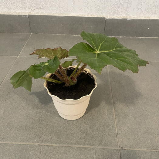 Бегония Begonia