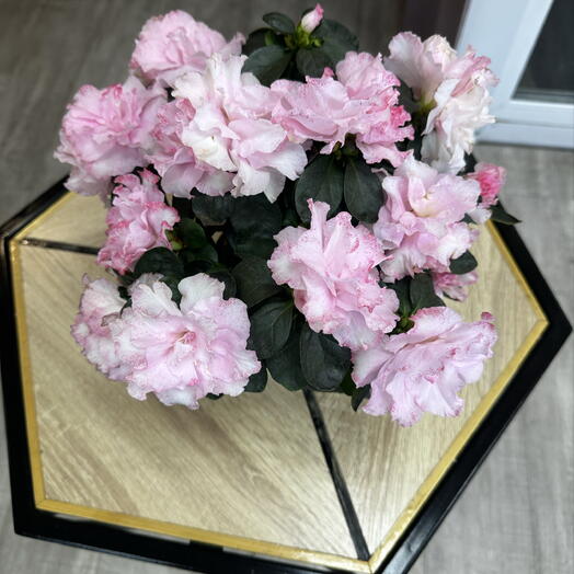 Азалия белая с розовой каймой