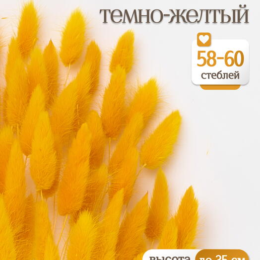 Лагурус тёмно-жёлтый 60 шт. Высший сорт. Высота 25-35 см М238