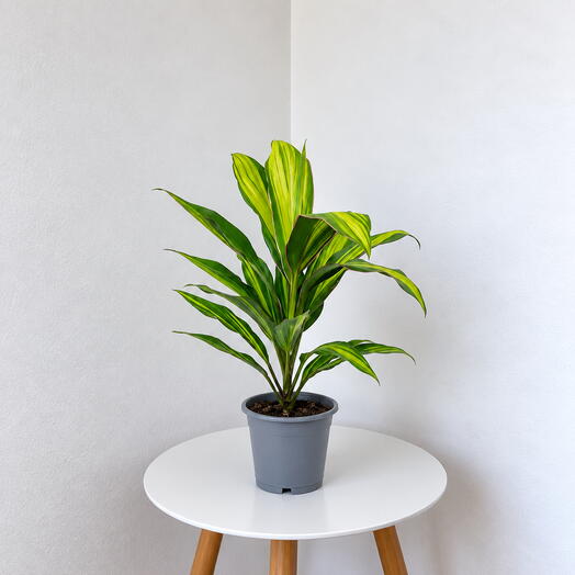 Cordyline fruticosa ‘Kiwi  – Vibrant Tropical Color