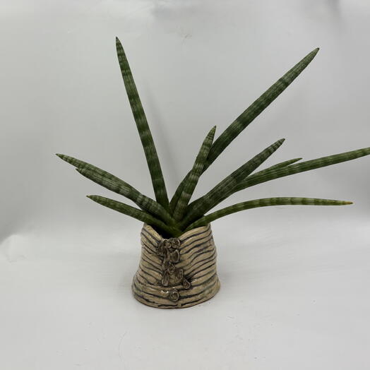 Сансевиерия Цилиндрика Бонцелленсис (Sansevieria Boncellensis) в керамическом кашпо