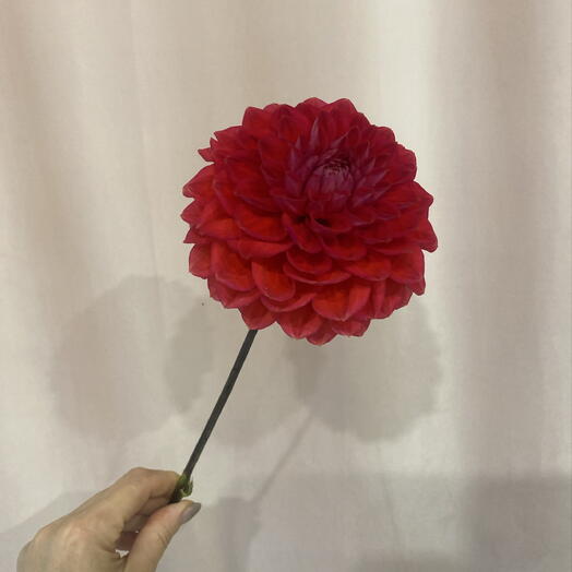 Георгин 🌸
