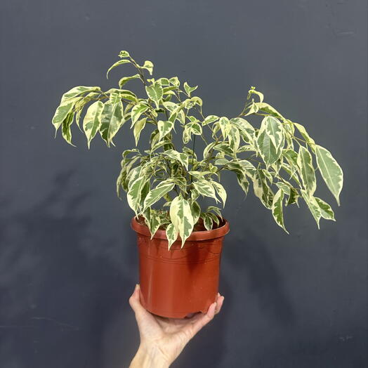 SvetFlowers