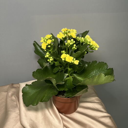 Каланхоэ желтое 💛 в сумочке