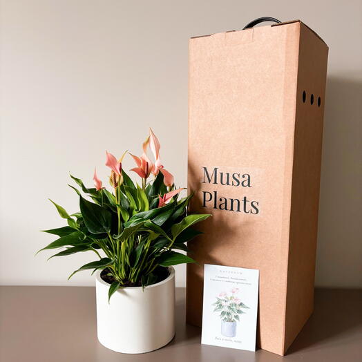 Musa Plants
