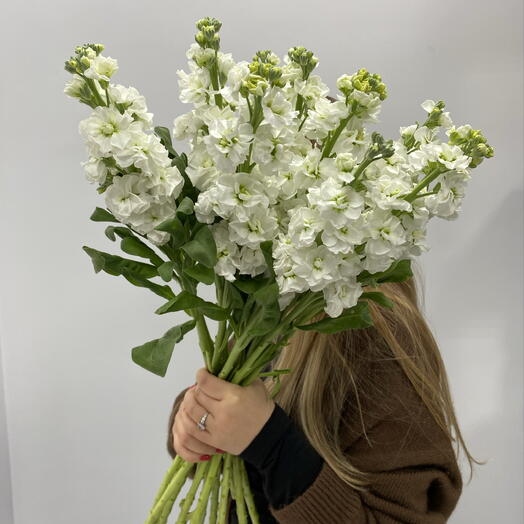 Белая маттиола 15 штук