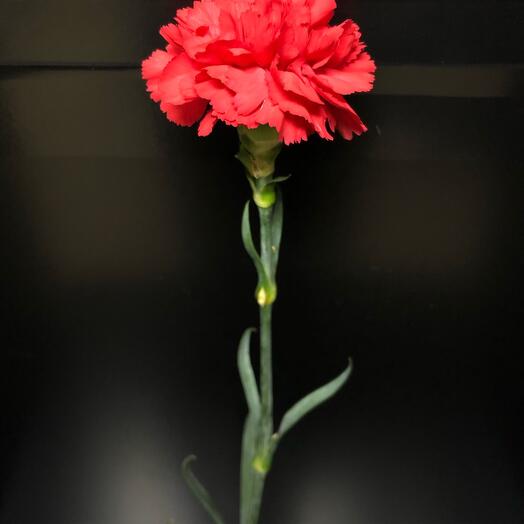 Carnation