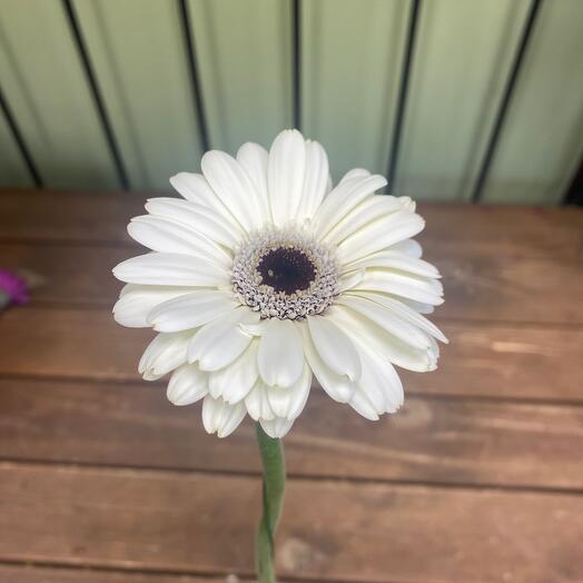 Gerbera mini white