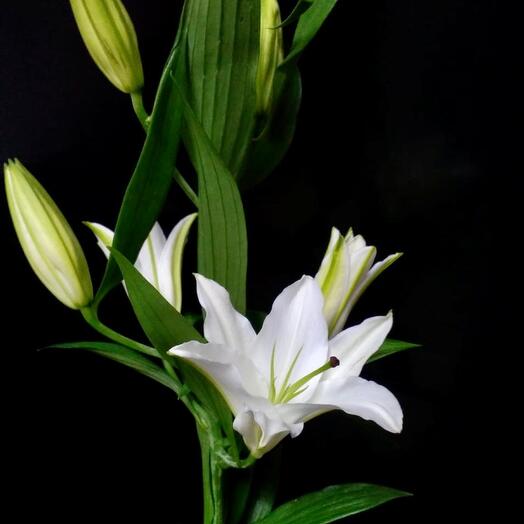 White Lily