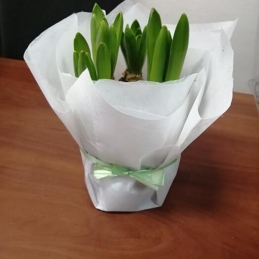 5 гиацинтов в белом фетре