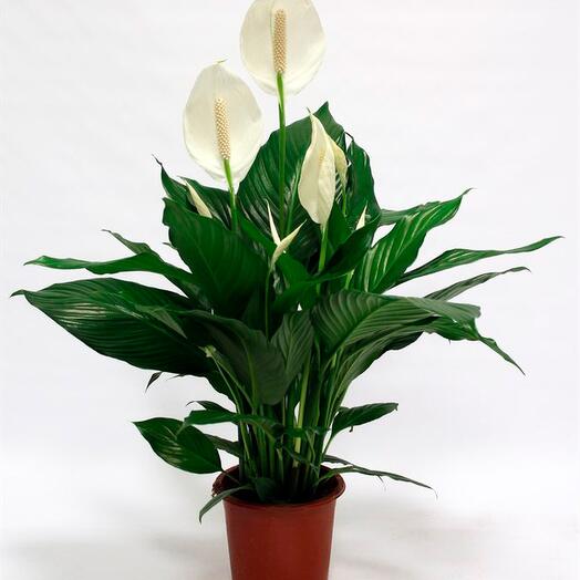 Peace lily