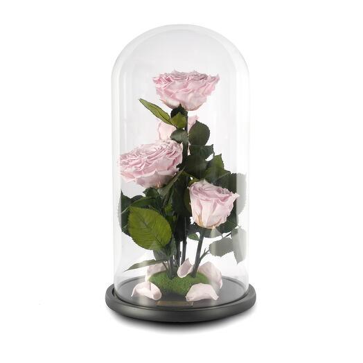 Light Pink Preserved Roses in a Glass Dome Quad
