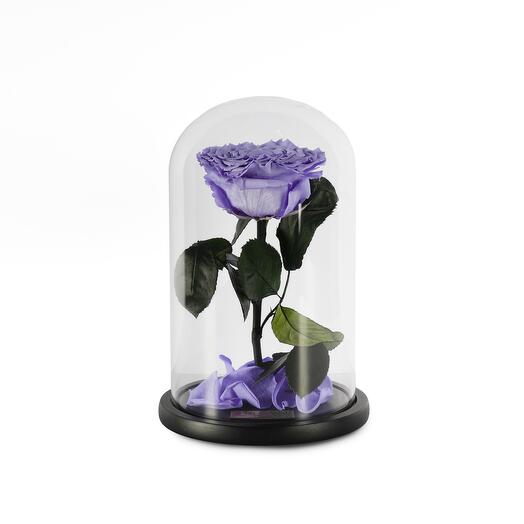 Violet Preserved Roses in a Glass Dome Single