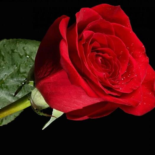 Rosa roja Ecuador 80 cm