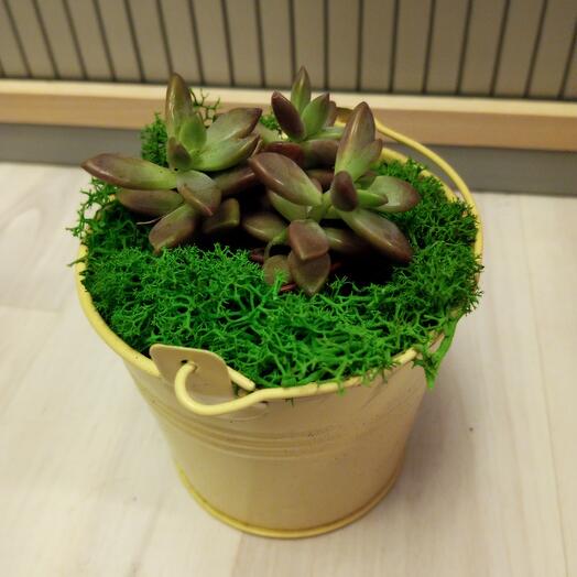 Eheveria mix gift in a bucket
