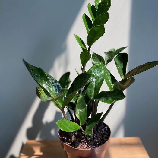 Замиокулькас