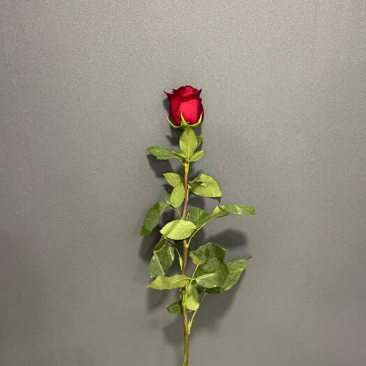 Эксплорер 60 см