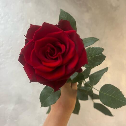 The Rose of Ecuador