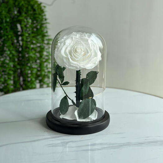 Forever Rose white (preserved rose)