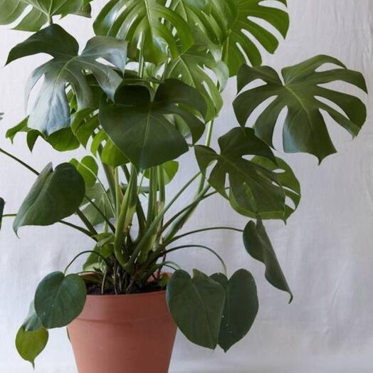 Monstera deliciosa