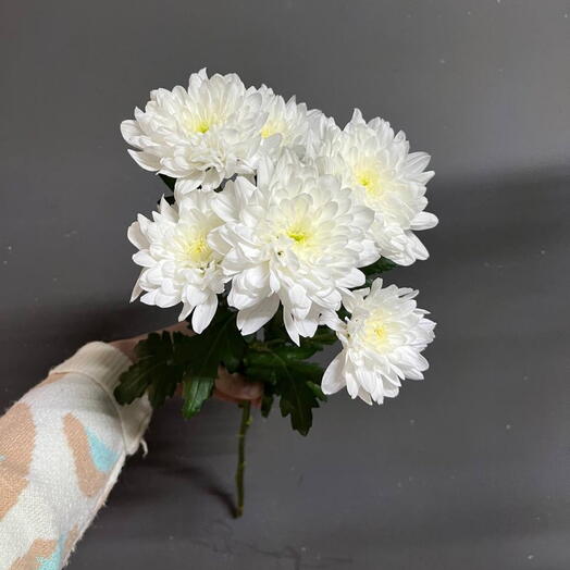 💞Хризантема кустовая
