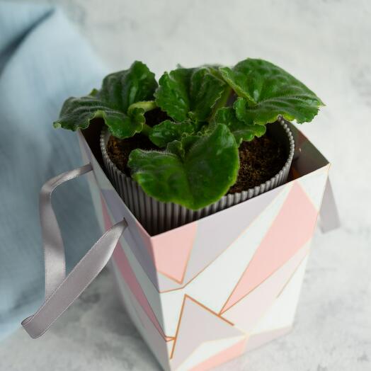 Фиалка Микс в подарочной упаковке