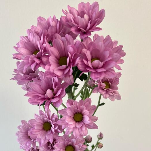 Rametto di crisantemi