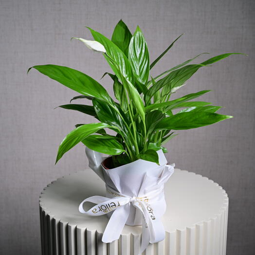 Peace Lily Mini