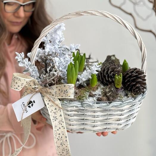 Корзина с луковичными гиацинтами размер L