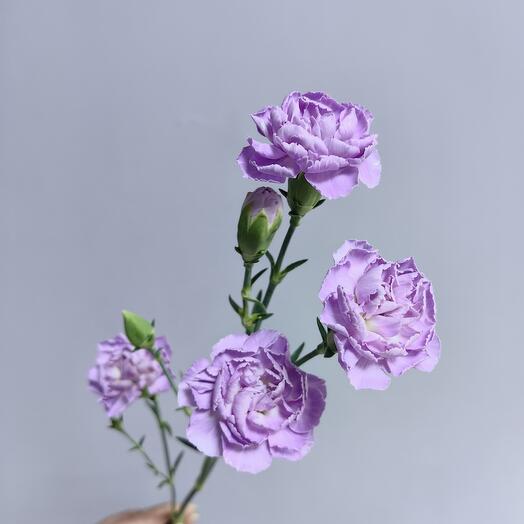 Гвоздика кустовая фиолетовая