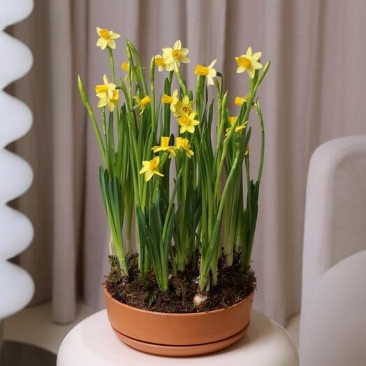 Daffodils in a ceramic pot